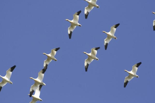 La plupart des oiseaux migrent en silence, Mais pas les oîes sauvages. La plupart des oiseaux migrent en silence, Mais pas les oîes sauvages.