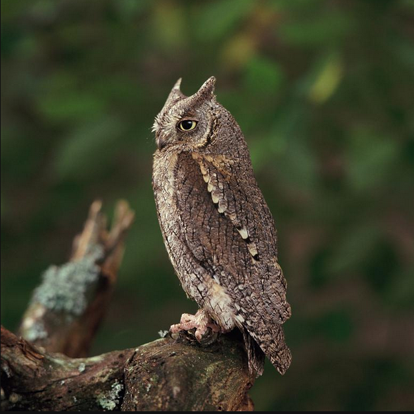 otus scops