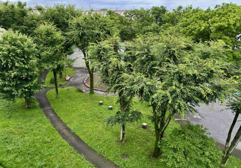 小区树林 回家后的风景